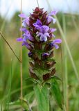 Prunella vulgaris. Соцветие. Украина, Волынская обл., Ратновский р-н, восточнее с. Залухов, берег оз. Святое. 29 июля 2007 г.