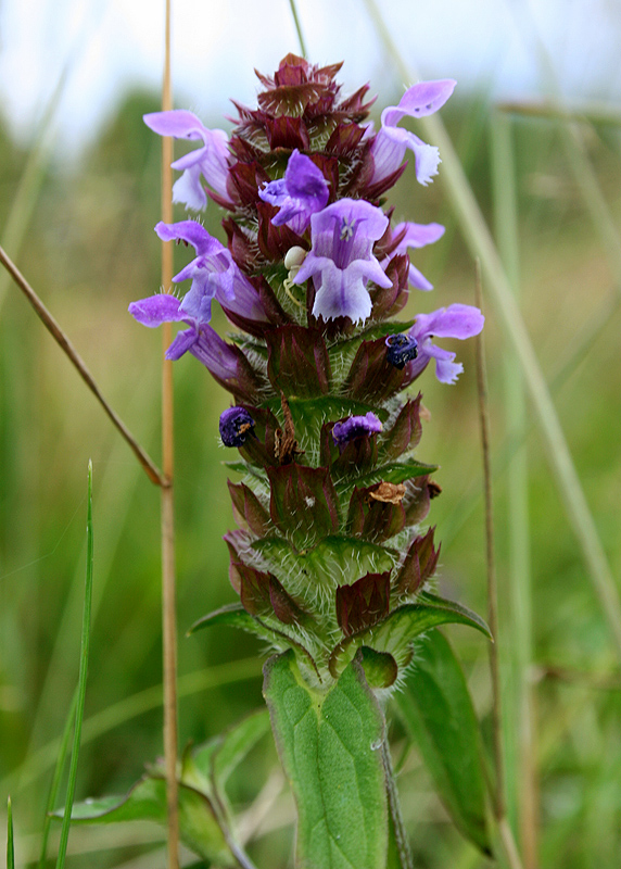 Изображение особи Prunella vulgaris.