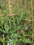 Scabiosa ochroleuca