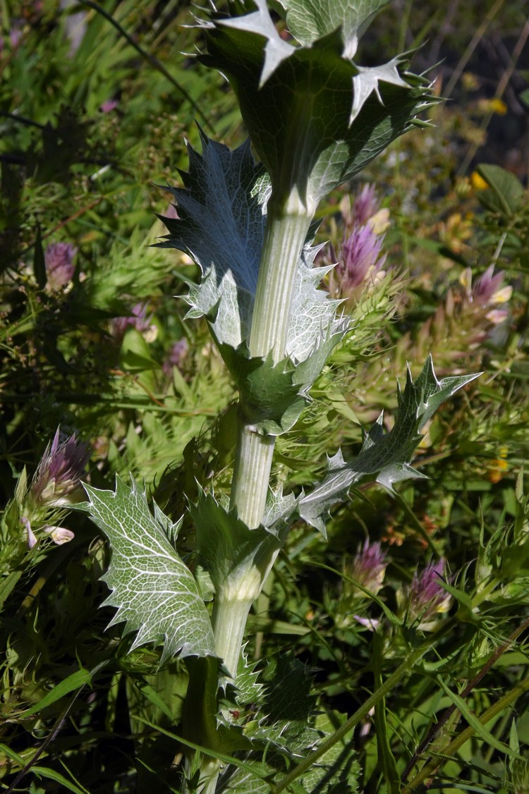 Изображение особи Eryngium giganteum.