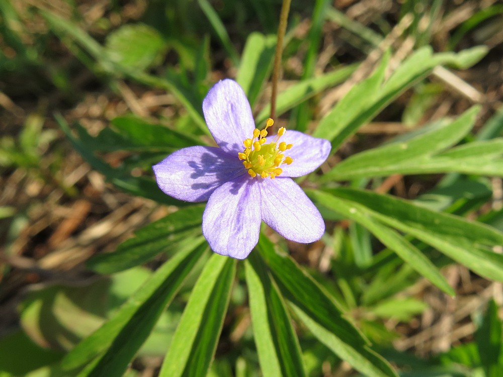 Изображение особи Anemone caerulea.