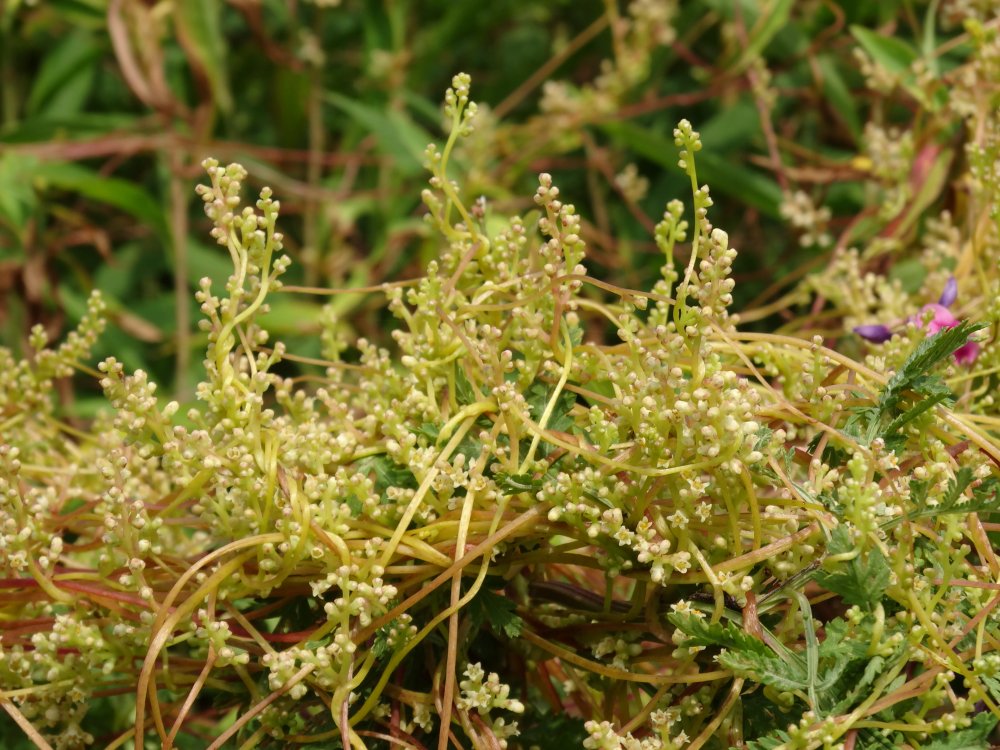 Image of Cuscuta japonica specimen.