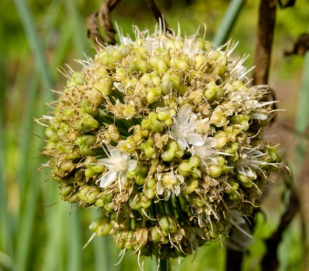 Image of Allium nutans specimen.