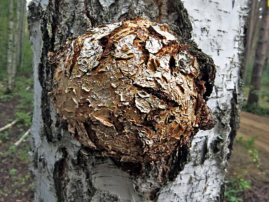 Image of Betula pendula specimen.