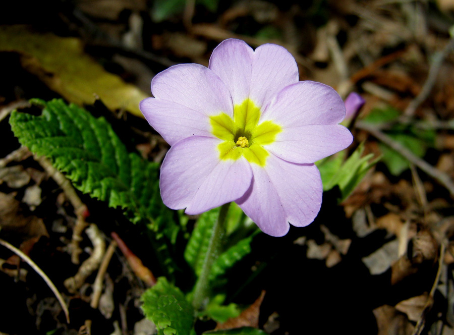 Image of Primula vulgaris specimen.