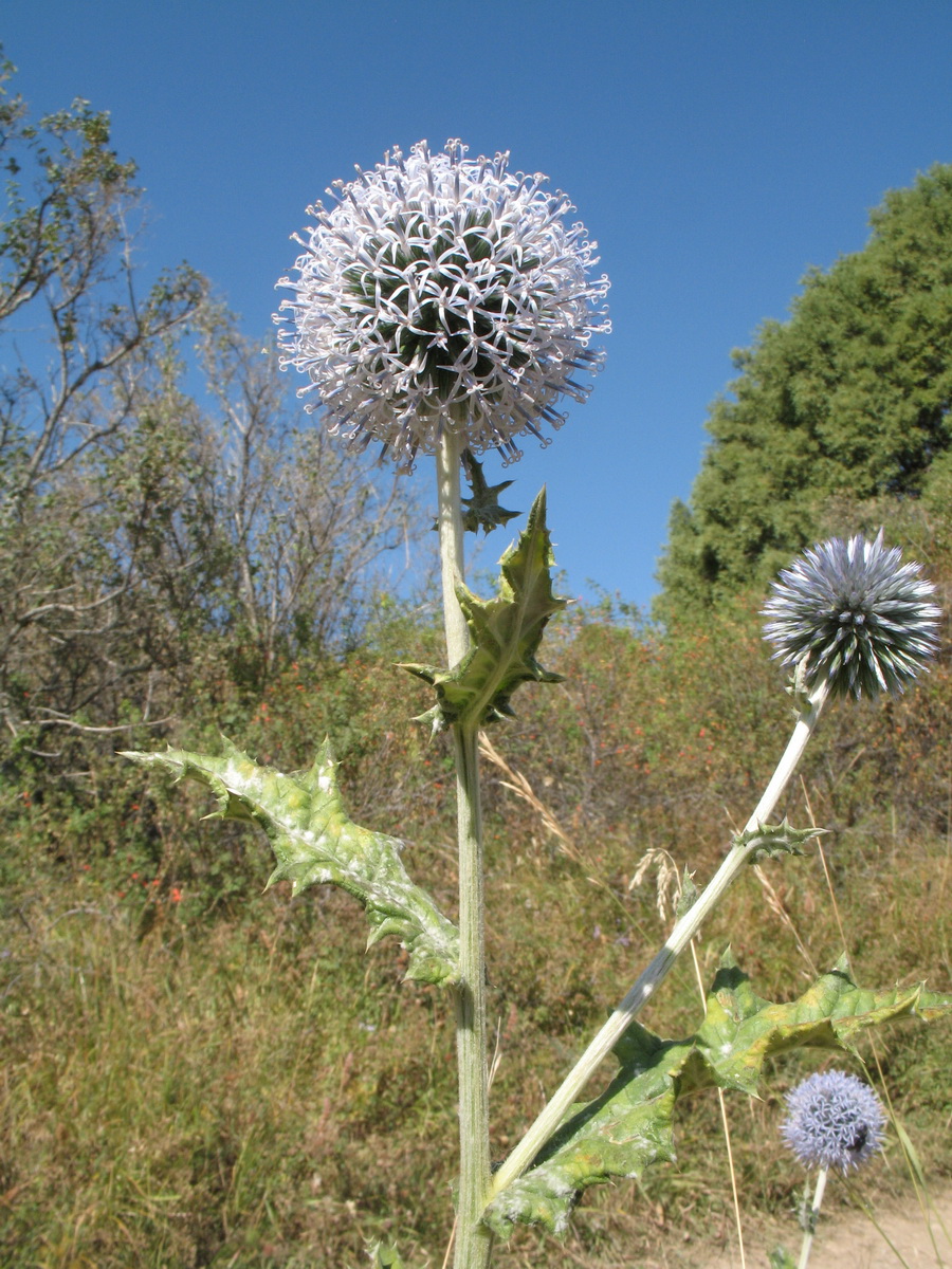 Image of Echinops talassicus specimen.