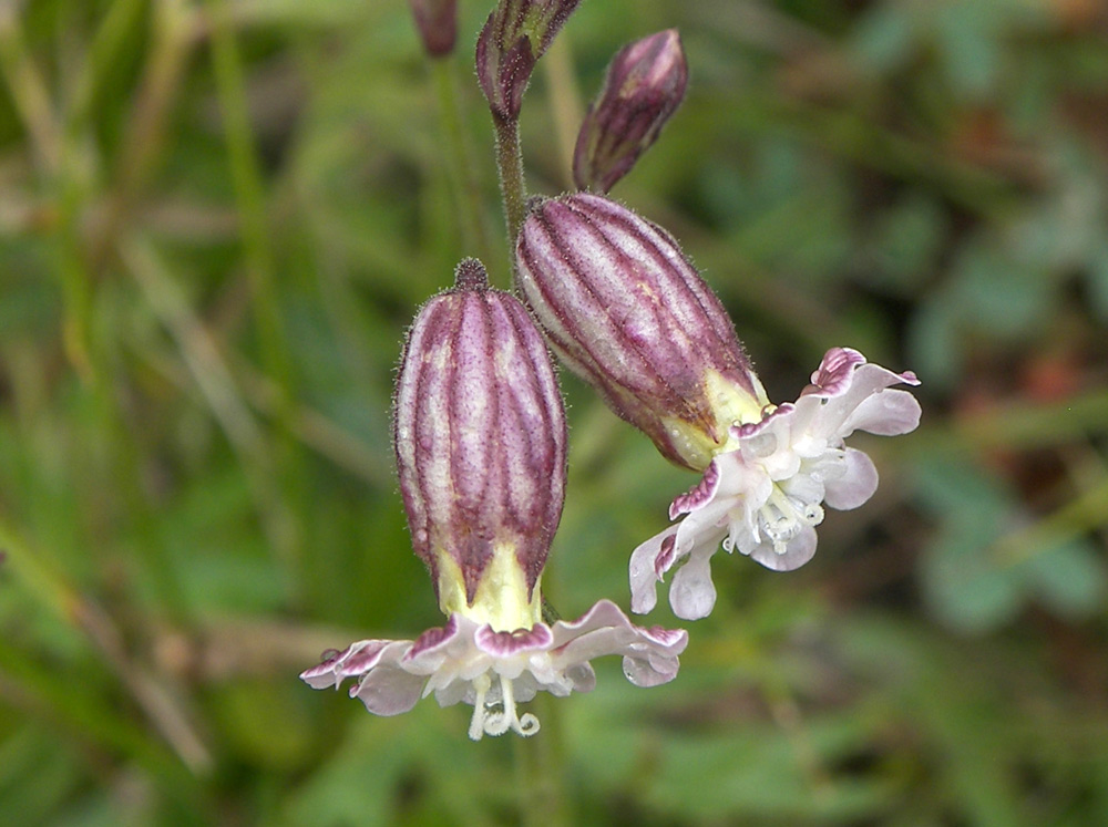 Image of Silene lychnidea specimen.