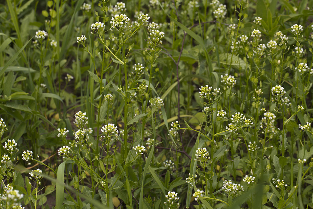 Image of Thlaspi arvense specimen.