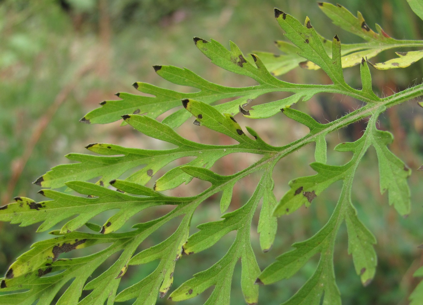 Изображение особи Ambrosia artemisiifolia.