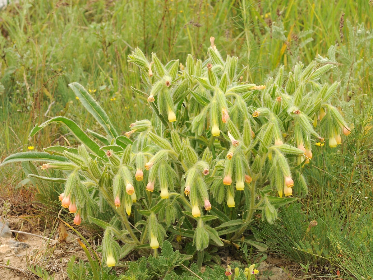 Image of Onosma dichroantha specimen.