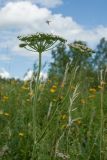 Selinum carvifolia. Верхушка цветущего растения с подлетающим и кормящимися жуками-мягкотелками. Ленинградская обл., Гатчинский р-н, окр. пос. Пудость, заброшенный травертиновый карьер, суходольный злаково-разнотравный луг. 10.07.2016.