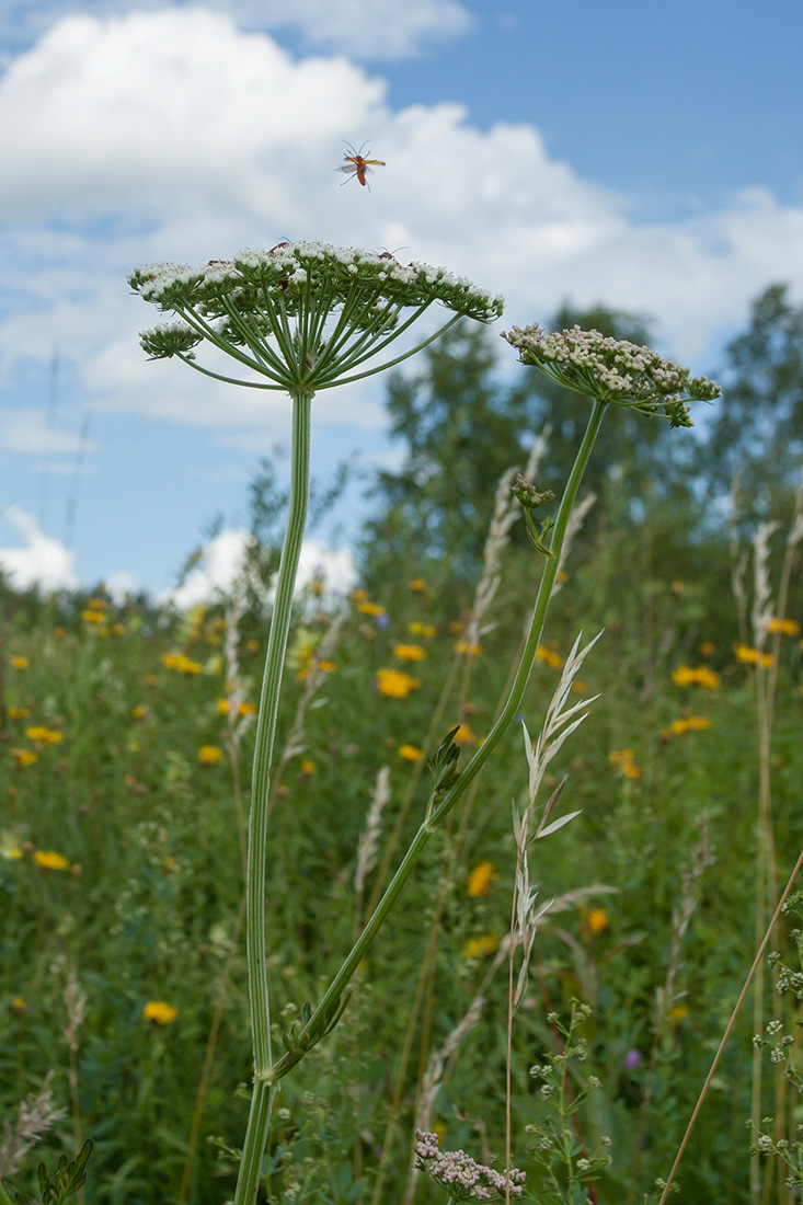 Изображение особи Selinum carvifolia.