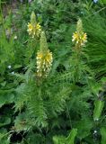 Pedicularis condensata