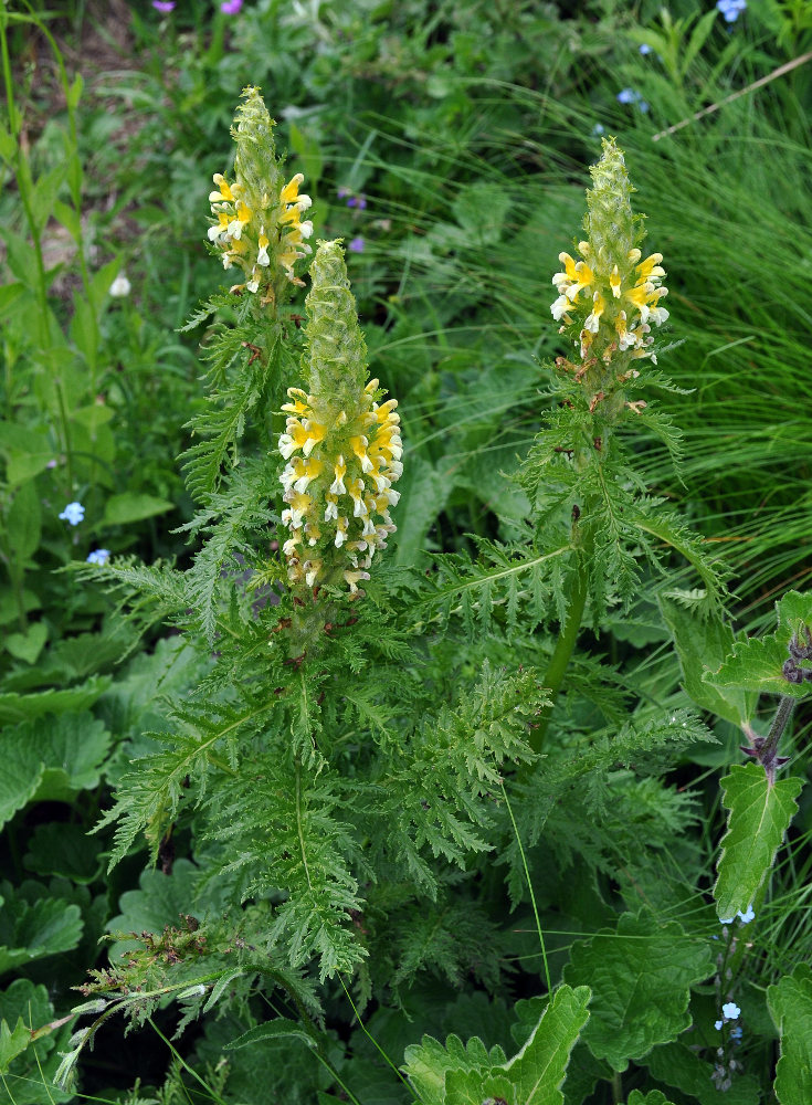 Изображение особи Pedicularis condensata.