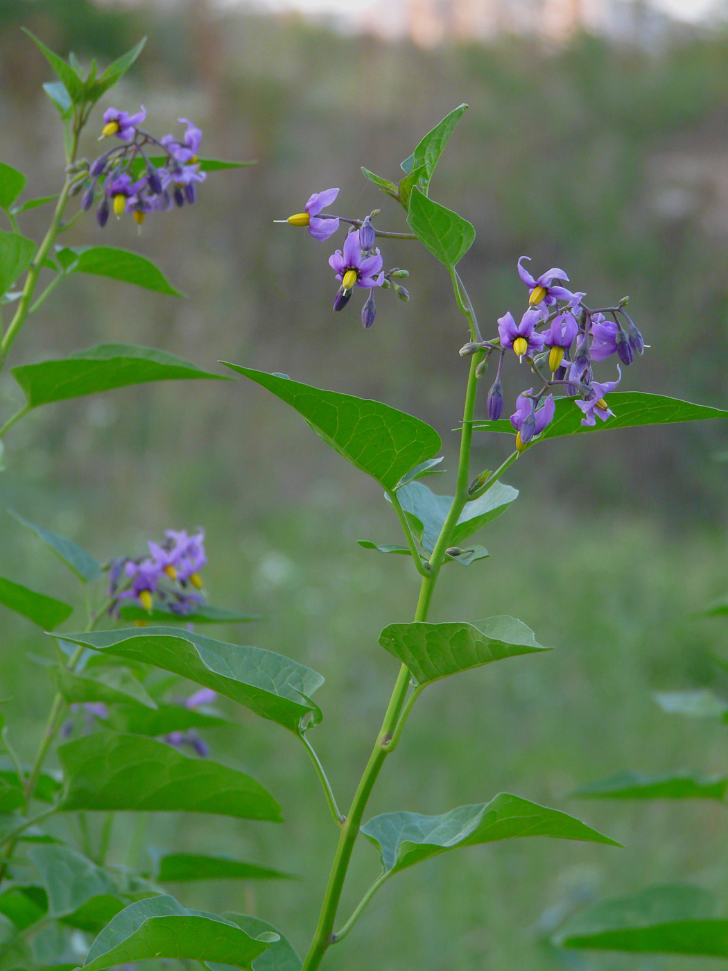 Изображение особи Solanum dulcamara.