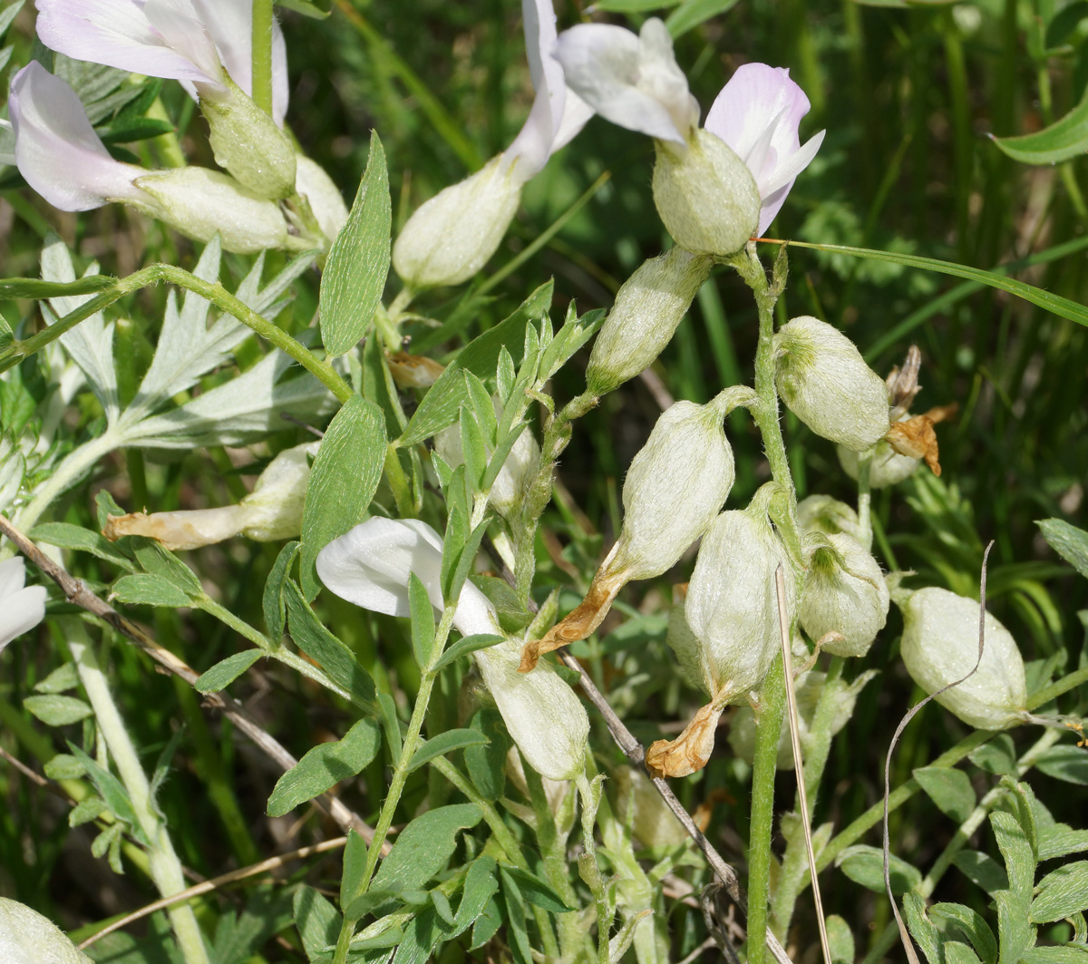 Изображение особи Astragalus megalanthus.