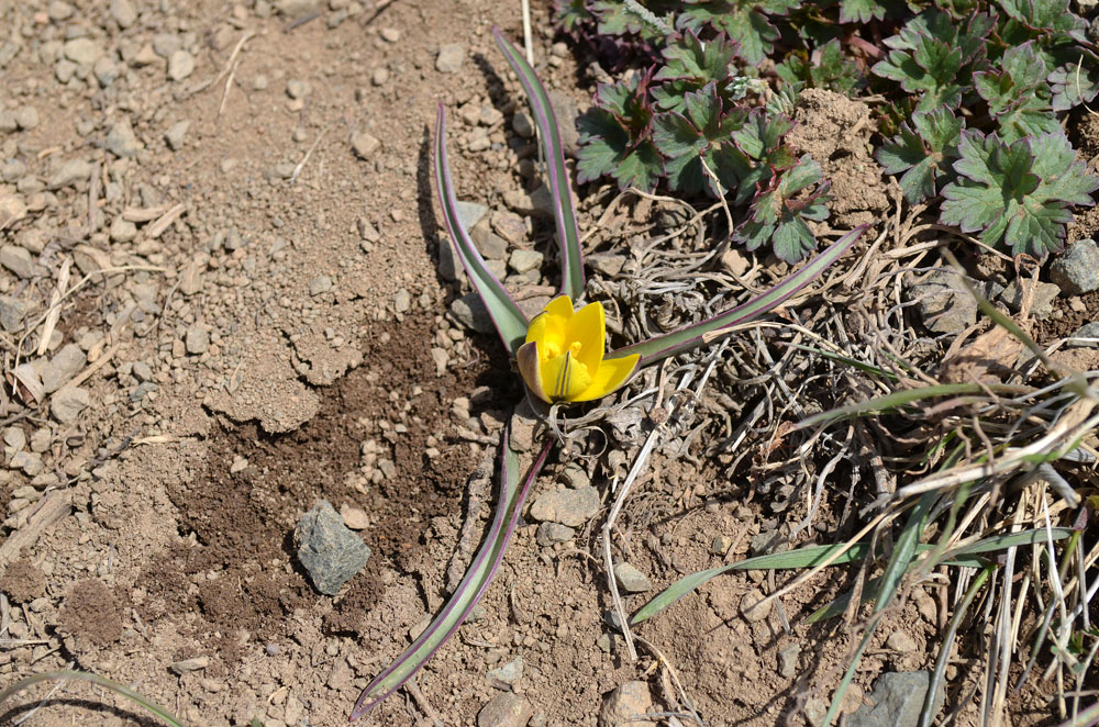 Изображение особи Tulipa lazkovii.