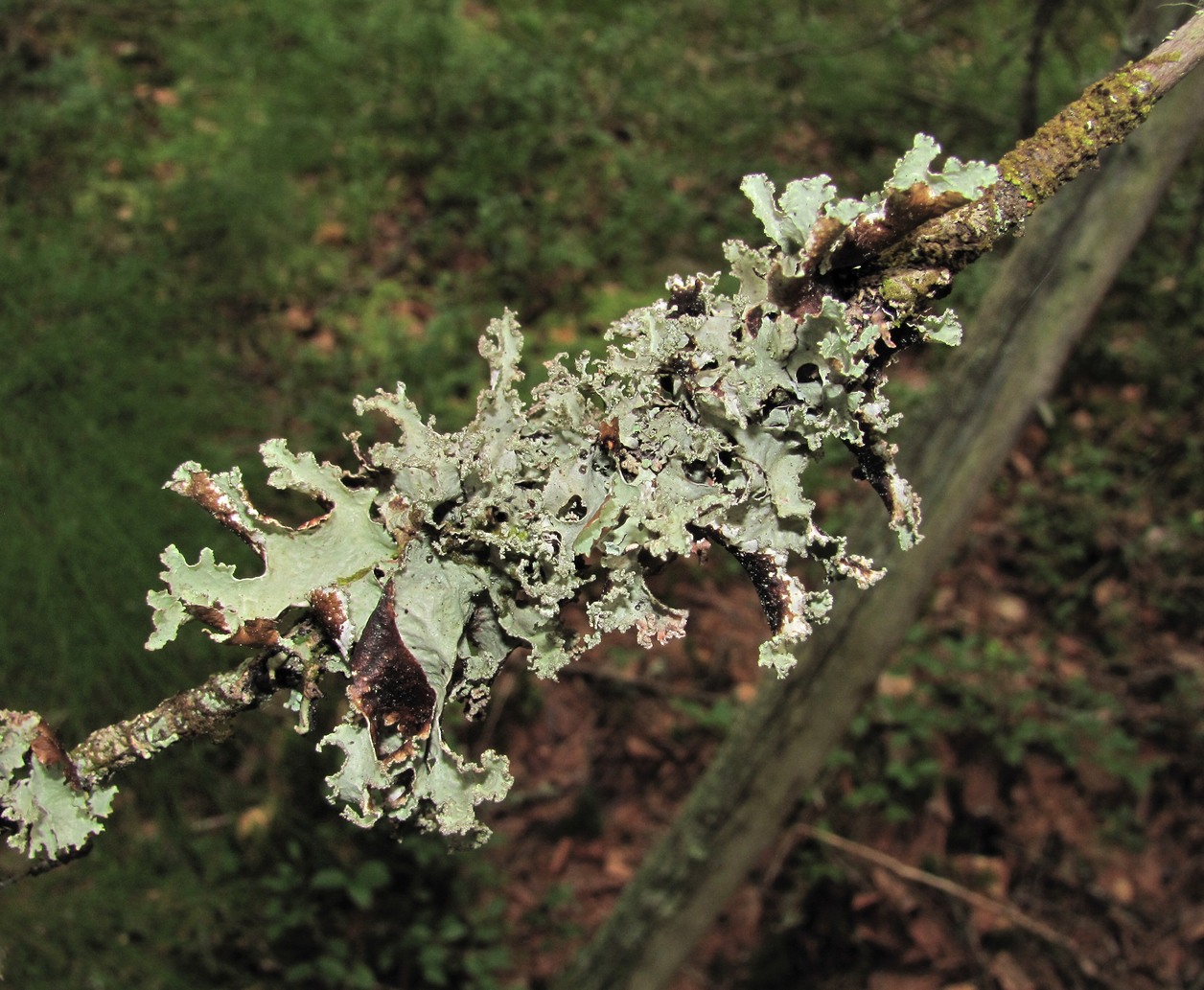 Изображение особи Platismatia glauca.