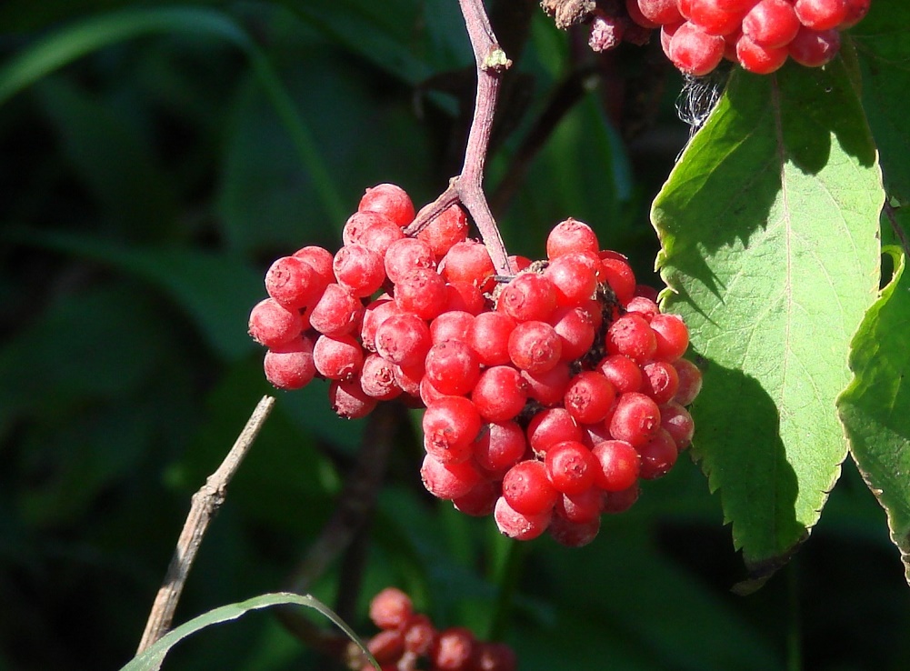 Image of Sambucus manshurica specimen.