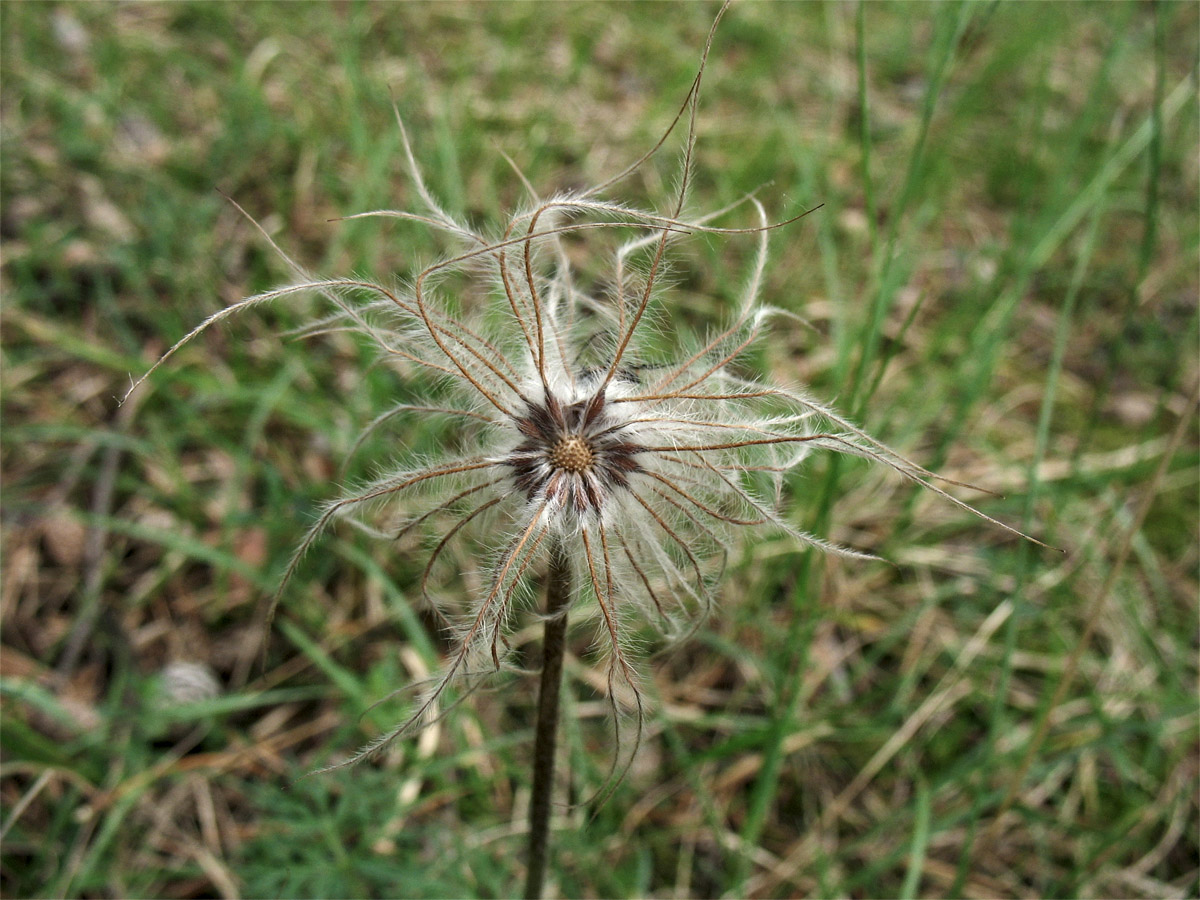 Изображение особи Pulsatilla vulgaris.