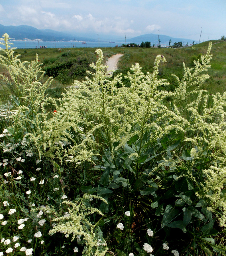 Изображение особи Beta corolliflora.