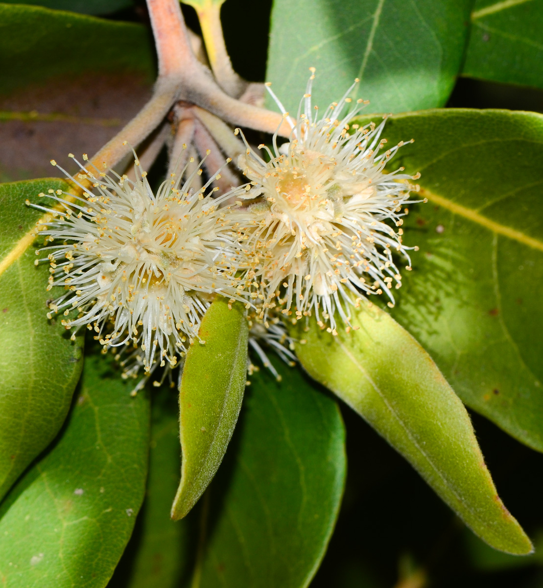 Image of Syncarpia glomulifera specimen.
