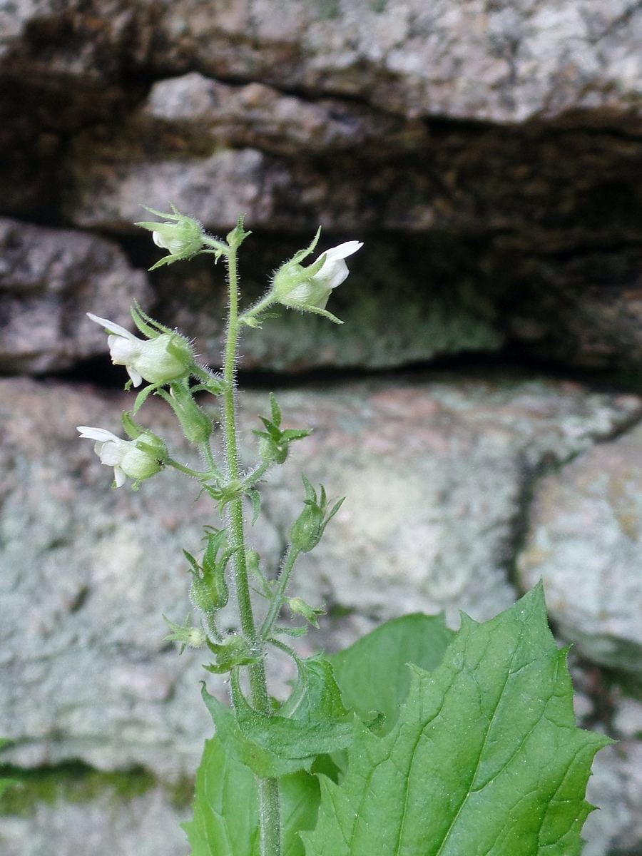 Image of Scrophularia altaica specimen.