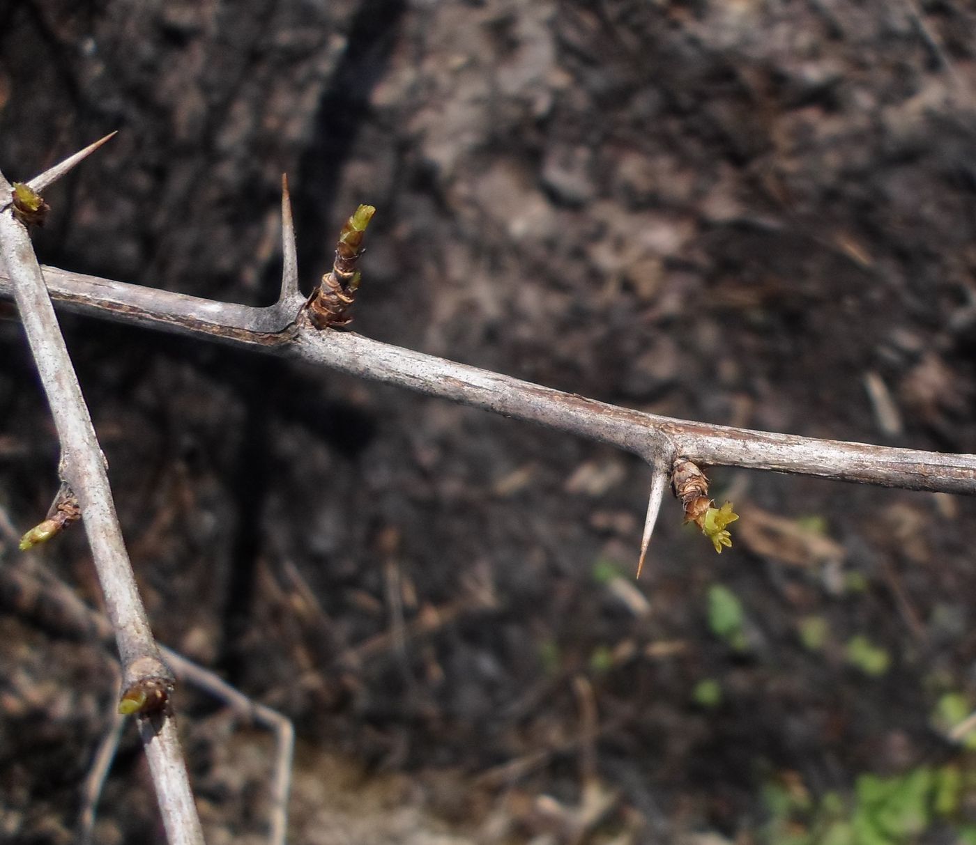 Изображение особи Grossularia uva-crispa.