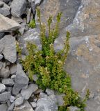 Sedum magellense ssp. olympicum