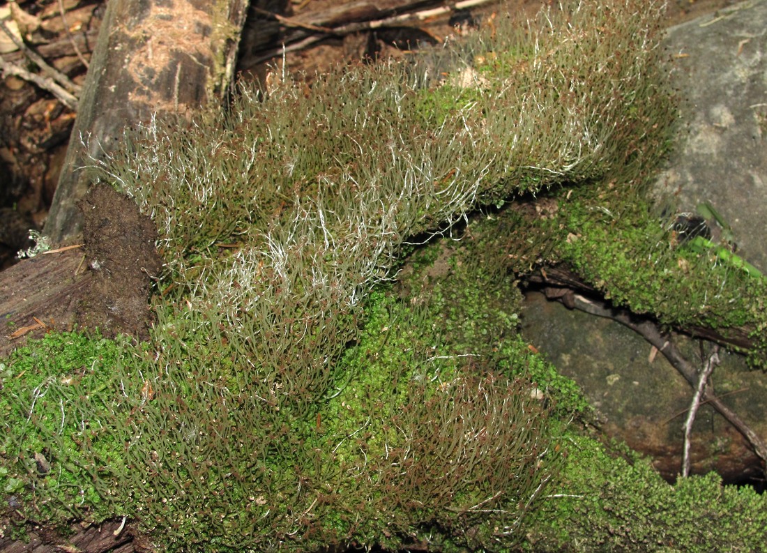 Image of division Marchantiophyta specimen.