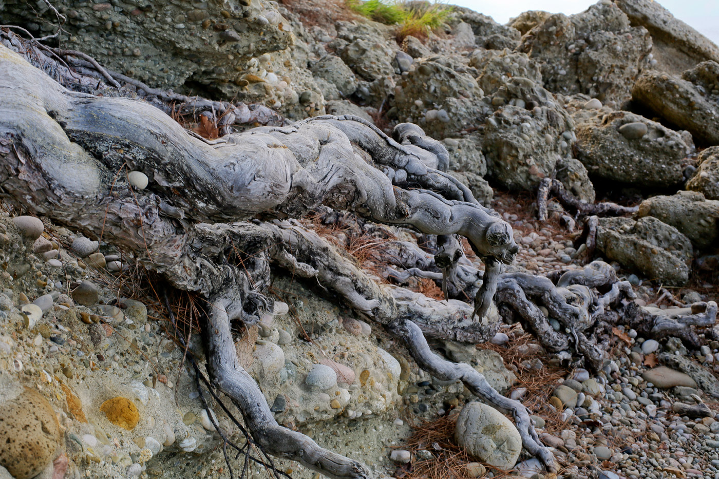 Image of Pinus pityusa specimen.