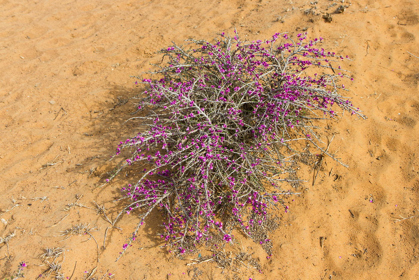 Image of familia Fabaceae specimen.