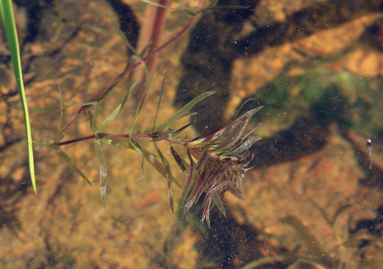 Image of Hydrilla verticillata specimen.