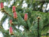 Picea abies