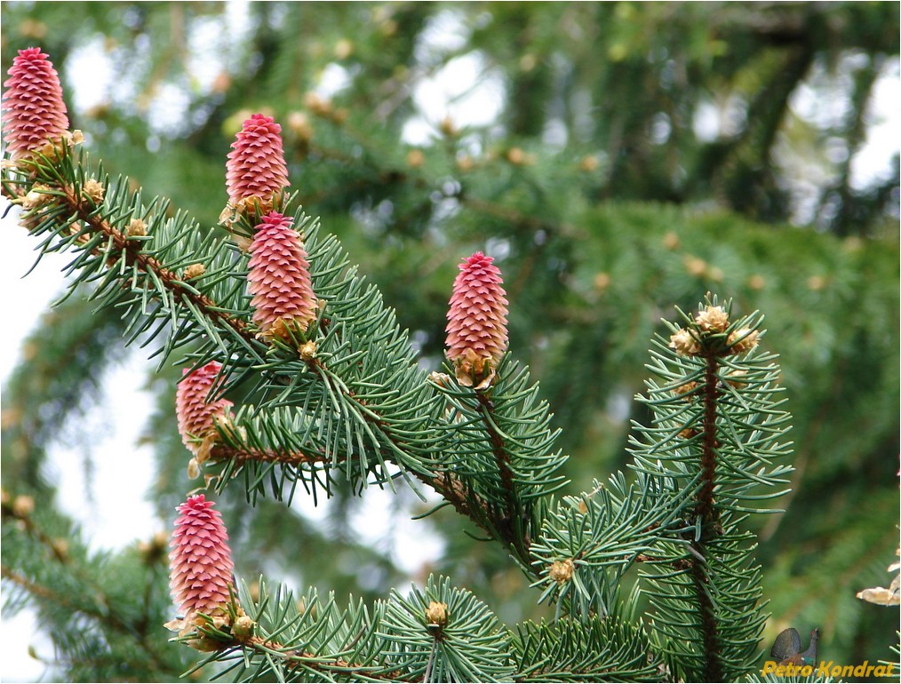 Изображение особи Picea abies.