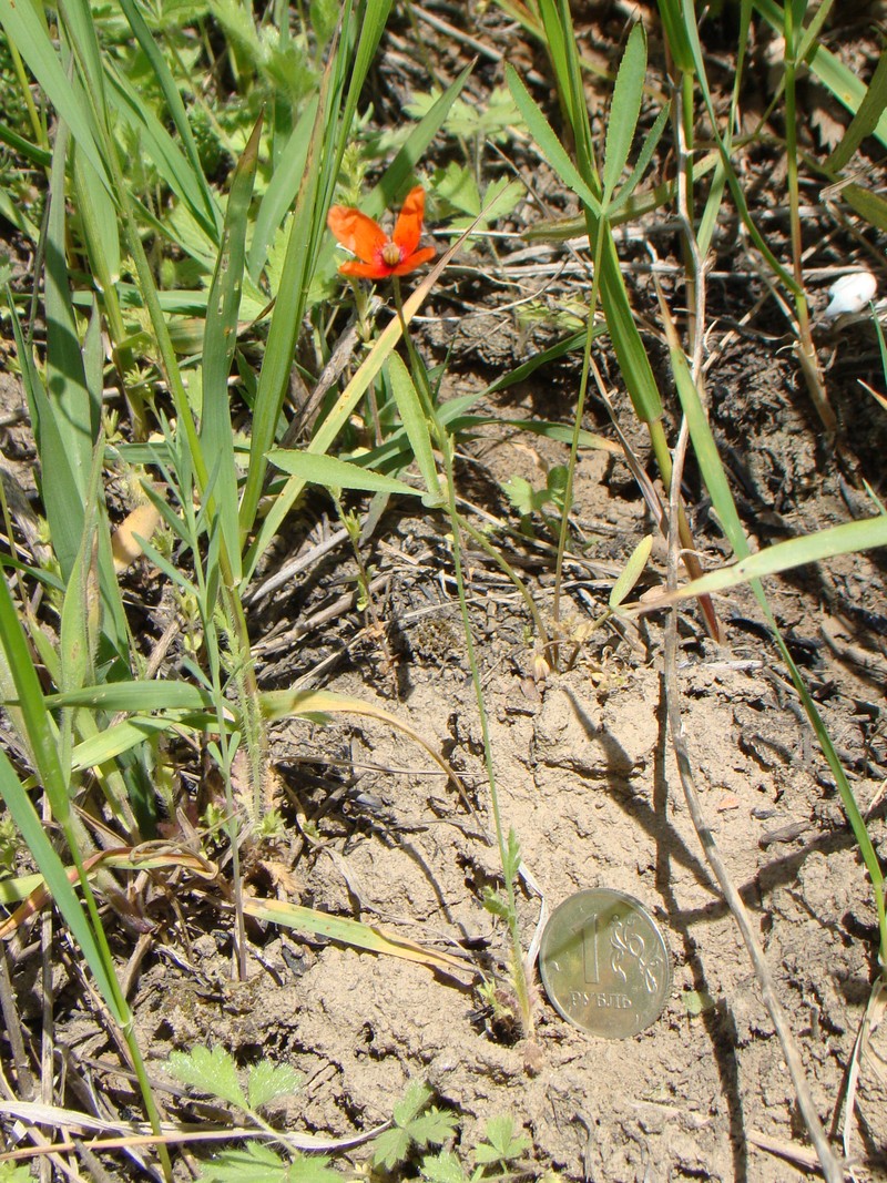 Image of Papaver dubium specimen.