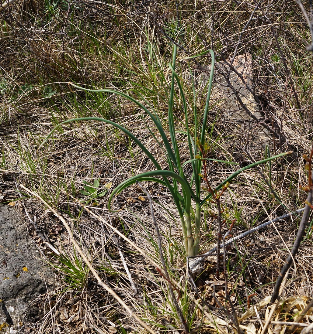 Image of Allium montanostepposum specimen.