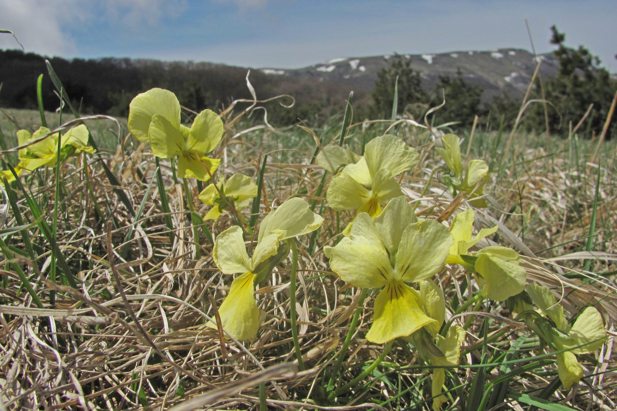 Изображение особи Viola oreades.