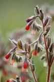 Onosma polychroma. Соцветия. Ростовская обл., Красносулинский р-н, окр. хут. Зайцевка, степной склон. 28.05.2017.