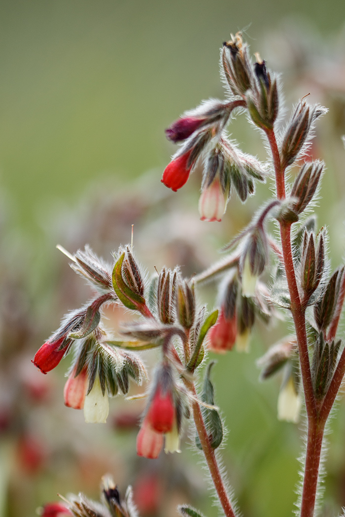 Изображение особи Onosma polychroma.