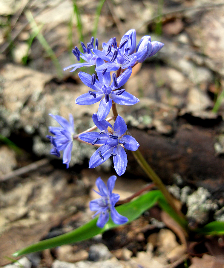 Image of Scilla bifolia specimen.