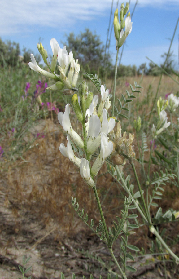 Изображение особи Astragalus varius ssp. eupatoricus.