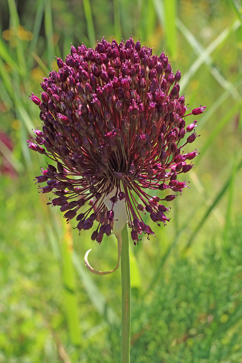 Изображение особи Allium atroviolaceum.