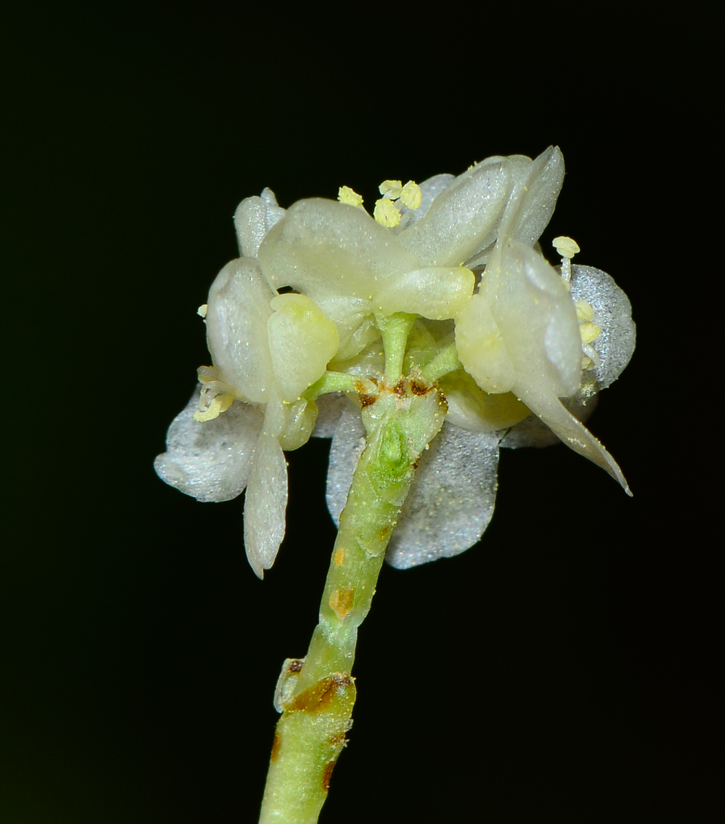 Image of Alluaudia procera specimen.