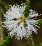 Melaleuca huegelii