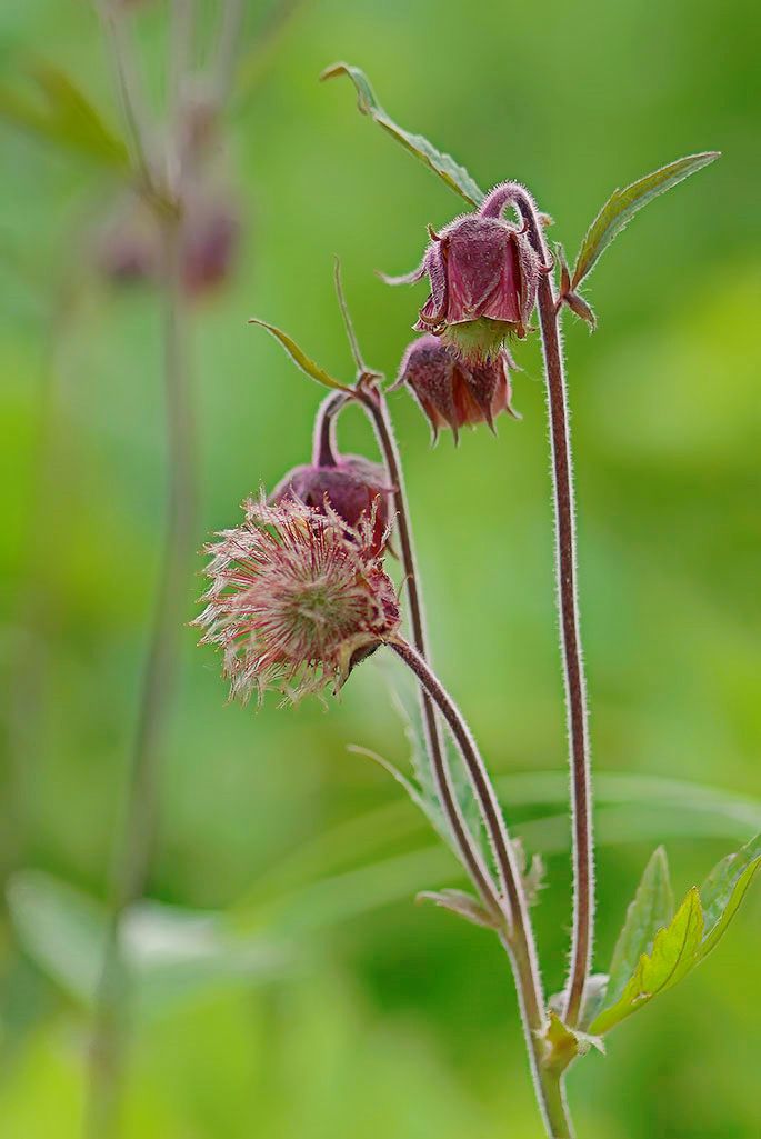 Изображение особи Geum rivale.