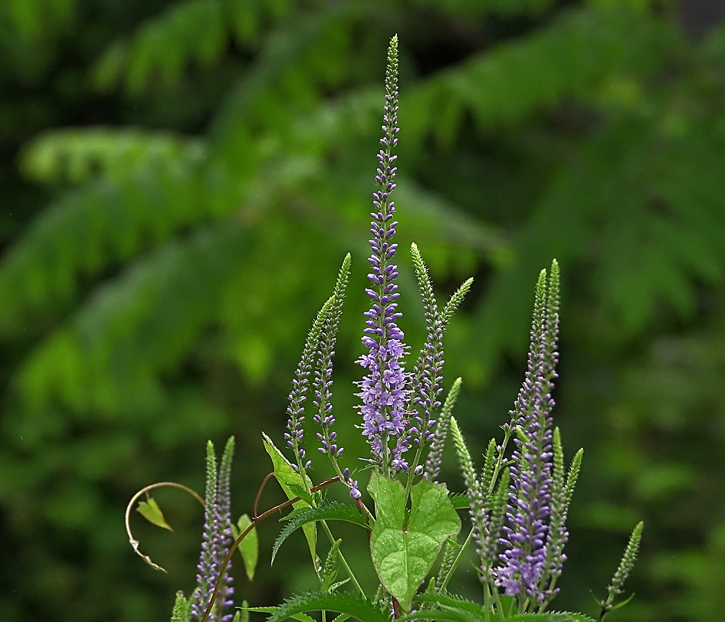 Image of Veronica longifolia specimen.