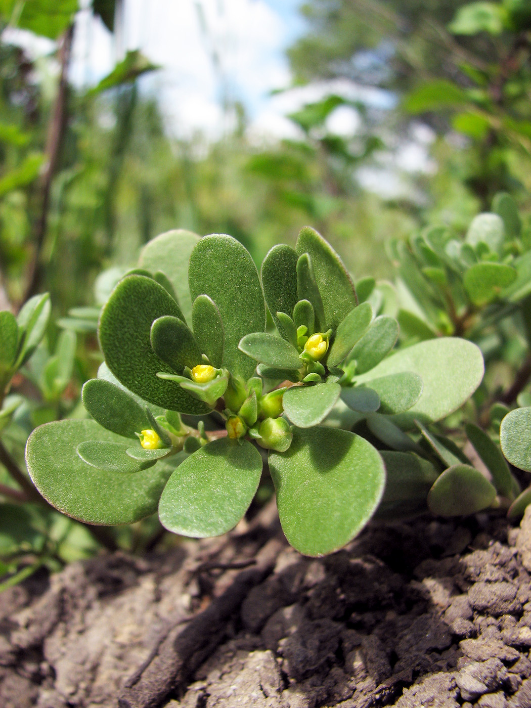 Изображение особи Portulaca oleracea.