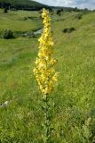 Verbascum lychnitis