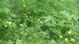 Ranunculus acris. Аспект цветущих растений. Камчатский край, Елизовский р-н, долина реки Авача, лиственный лес. 29.06.2017.